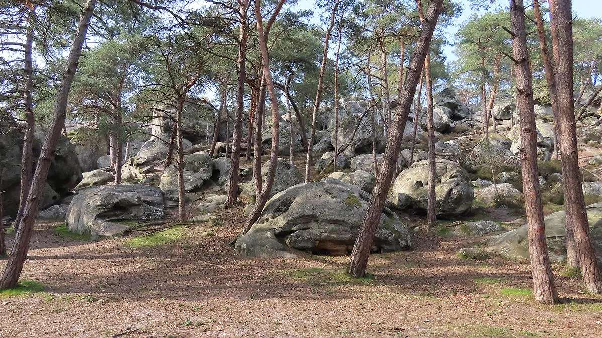 Image qui illustre: Forêt Saint Léon à Salon-de-Provence - 0