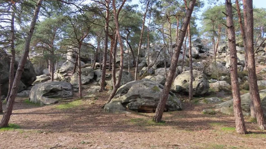 Image qui illustre: Forêt Saint Léon
