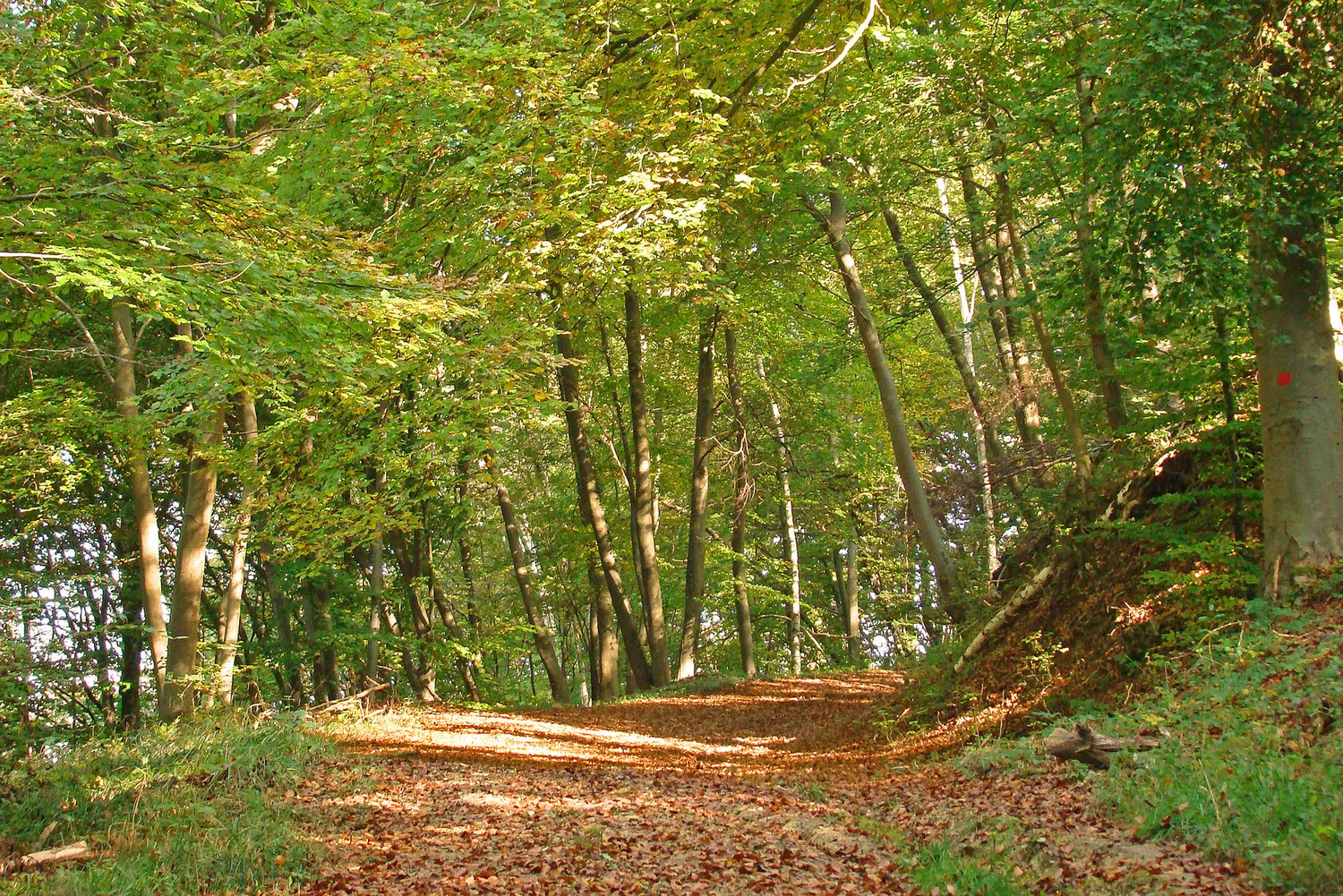 Image qui illustre: Un Ete Avec Le Parc : La Forêt Pour Passion à Cassagnas - 0