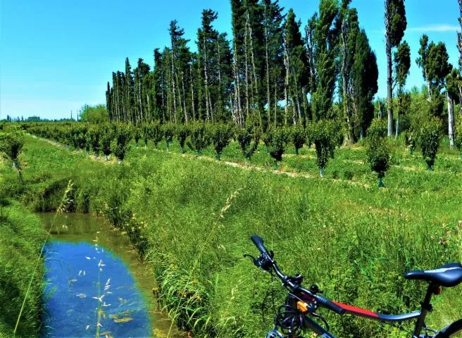 Image qui illustre: Tarascon - La Campagne Provençale À Vélo