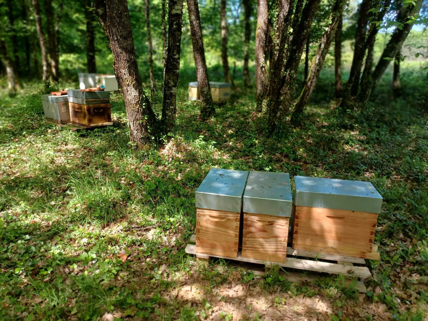 Image qui illustre: Bee In Lot à Payrignac - 0