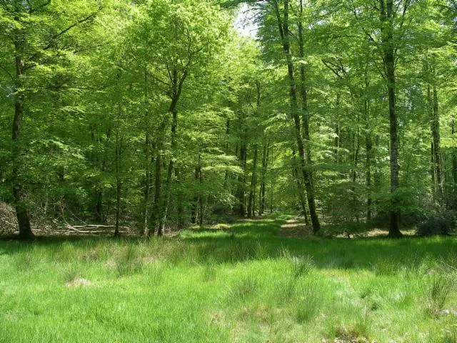 Image qui illustre: Forêt Domaniale De Cerisy