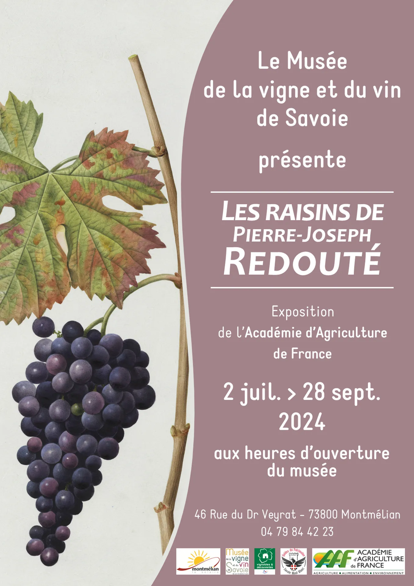 Image qui illustre: Exposition  Les raisins de Pierre-Joseph Redouté à Montmélian - 0