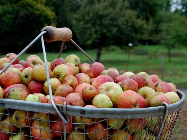 Image qui illustre: Visite-dégustation Chez Calvados La Ribaude