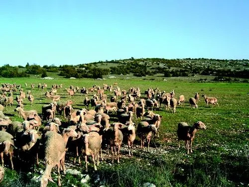 Image qui illustre: Cpie Des Causses Meridionaux