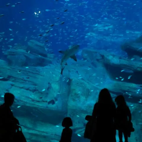 Image qui illustre: Billets pour l'Aquarium de Paris