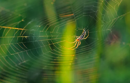Image qui illustre: Mercredi nature de l'été : A la découverte des araignées à Sandouville - 0