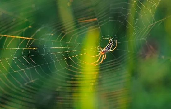 Image qui illustre: Mercredi nature de l'été : A la découverte des araignées