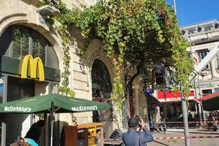 Image qui illustre: Le plus vieux pied de vigne de Bordeaux