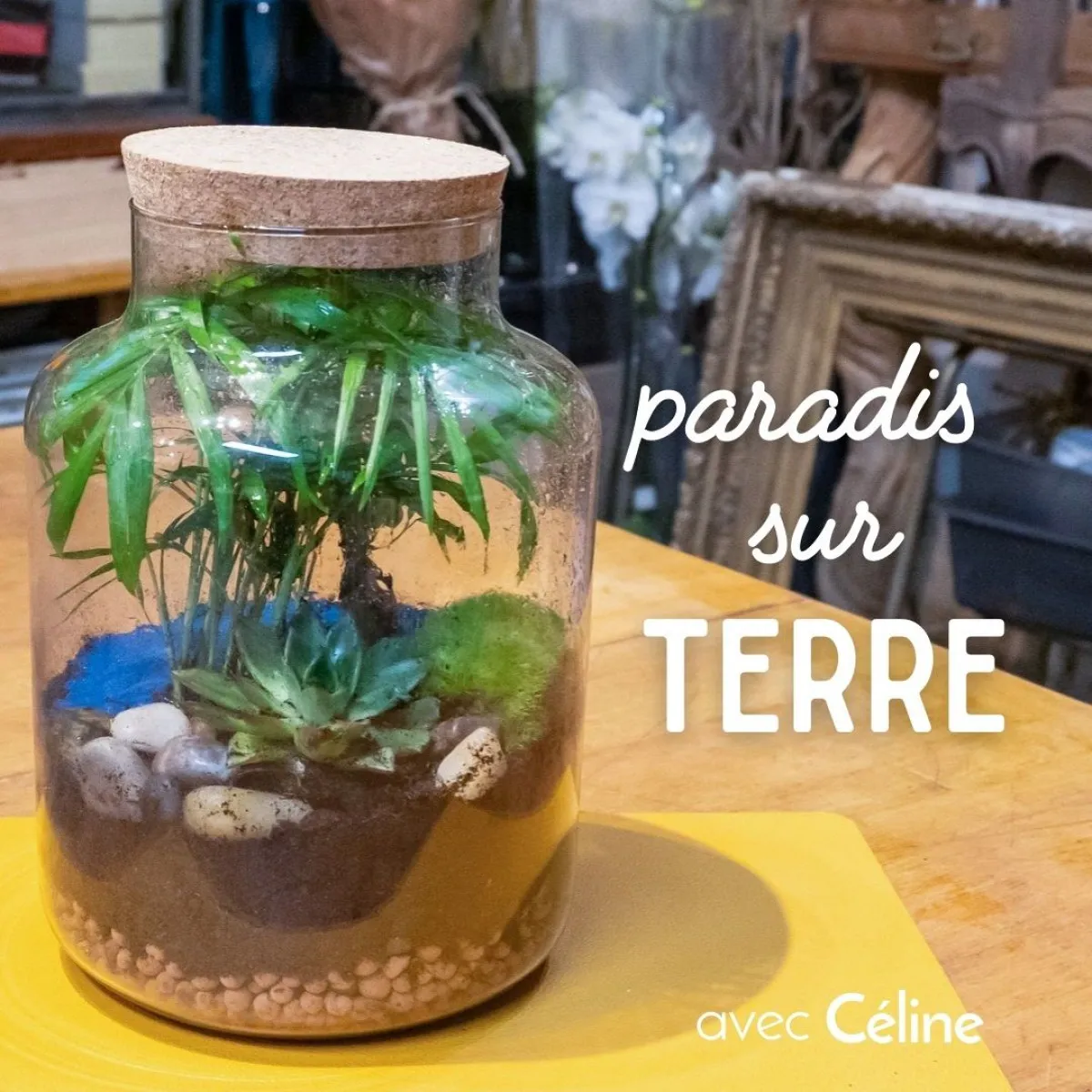 Image qui illustre: Créez votre terrarium à Paris - 0