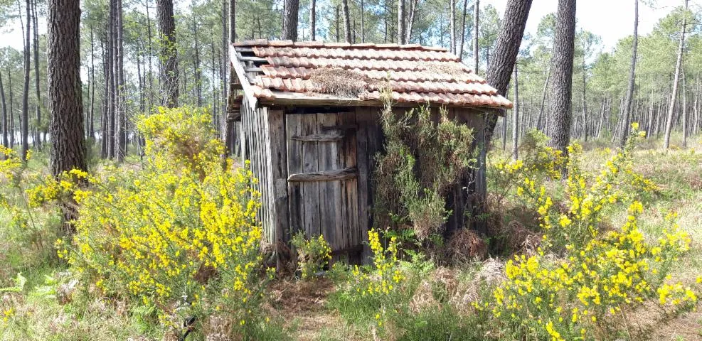 Image qui illustre: Randonnée pédestre, la Forêt