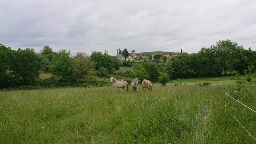 Image qui illustre: Chevaux Du Causse