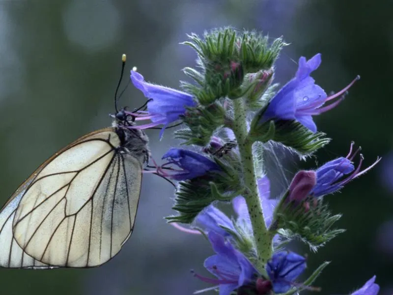 Image qui illustre: Lumière Sur Les Papillons Du Massif Vosgien à Saint-Maurice-sur-Moselle - 0