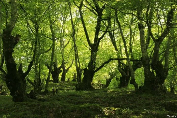 Image qui illustre: Le bois d’Urdains à Bassussarry : Les arbres, la forêt, les trognes et la mythologie