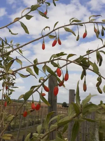 Image qui illustre: Goji De Picardie