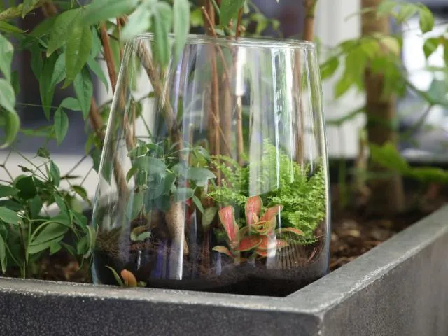 Image qui illustre: Créez votre terrarium unique