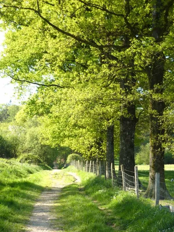 Image qui illustre: Forêt Des Vaseix Sentier La Promenade De L'étang à Verneuil-sur-Vienne - 0