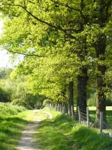 Image qui illustre: Forêt Des Vaseix Sentier La Promenade De L'étang