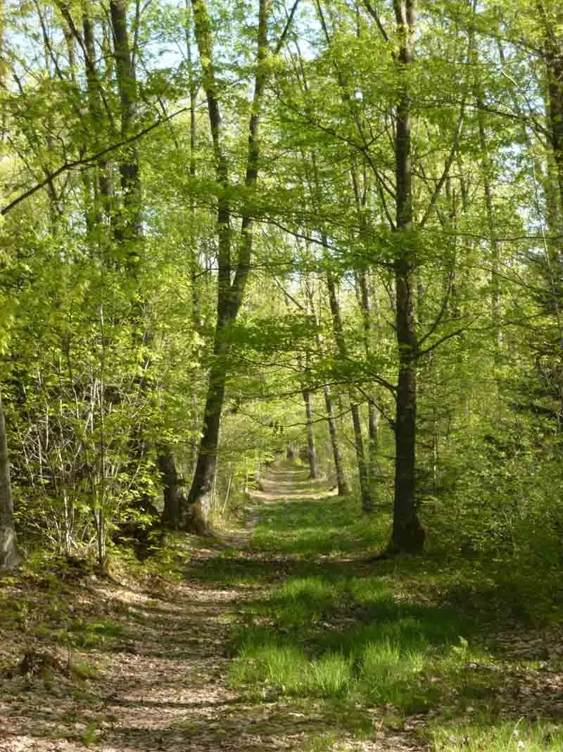 Image qui illustre: Forêt Des Vaseix Sentier La Promenade De L'étang à Verneuil-sur-Vienne - 1