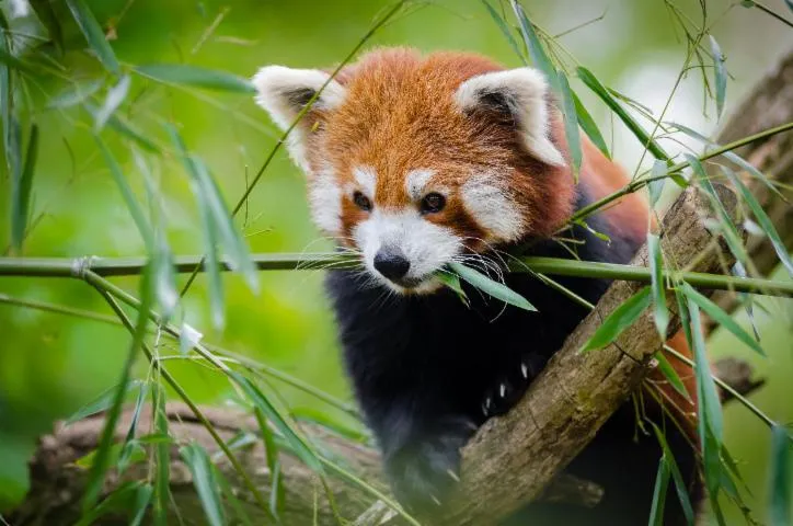 Image qui illustre: Zoo d'Amiens Métropole