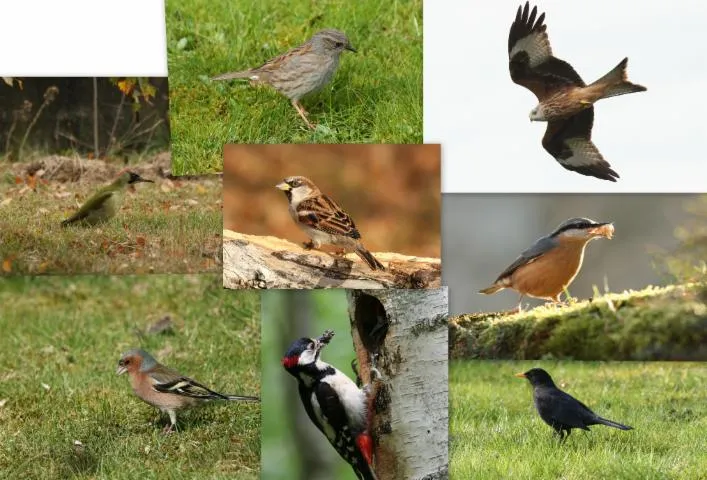 Image qui illustre: Balade ornithologique