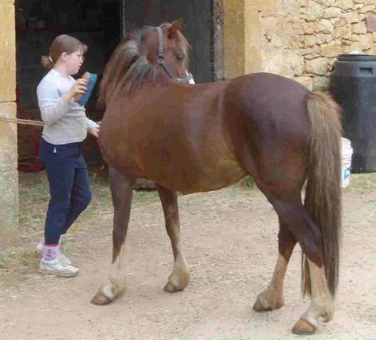 Image qui illustre: Centre Equestre D'irina