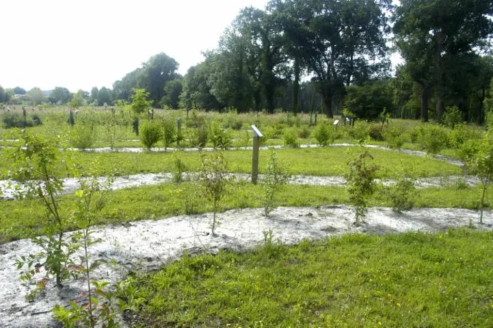 Image qui illustre: Etang et Arborétum de Moré