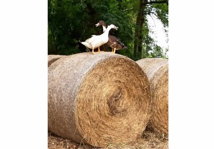 Image qui illustre: Ferme Larrey