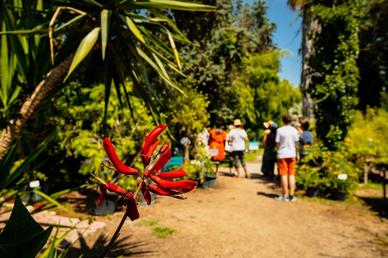 Image qui illustre: Visite guidée du parc floral  Les sens des 5 continents à Marsillargues - 0