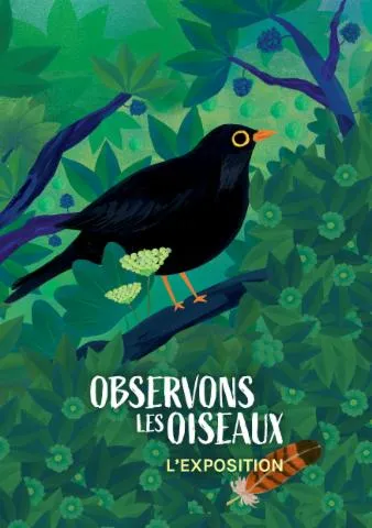 Image qui illustre: Observons Les Oiseaux