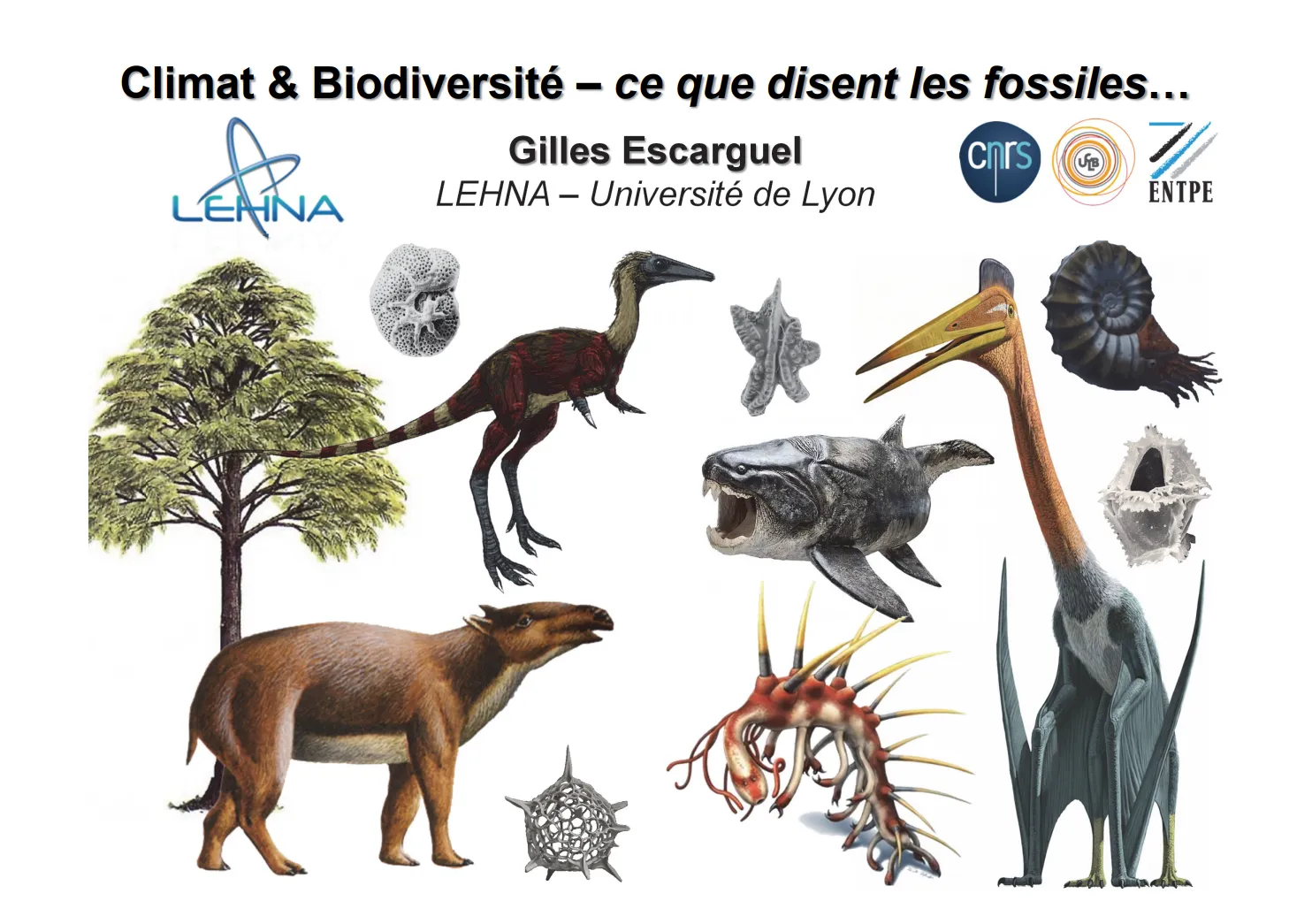 Image qui illustre: Les Animaux Du Passé Dans Le Quercy  - Atelier Tri De Fossiles Et Conférence à Saint-Martin-Labouval - 1