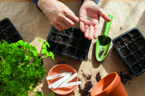 Image qui illustre: Atelier grainothèque, temps 3 : le bouturage à Villeurbanne - 0