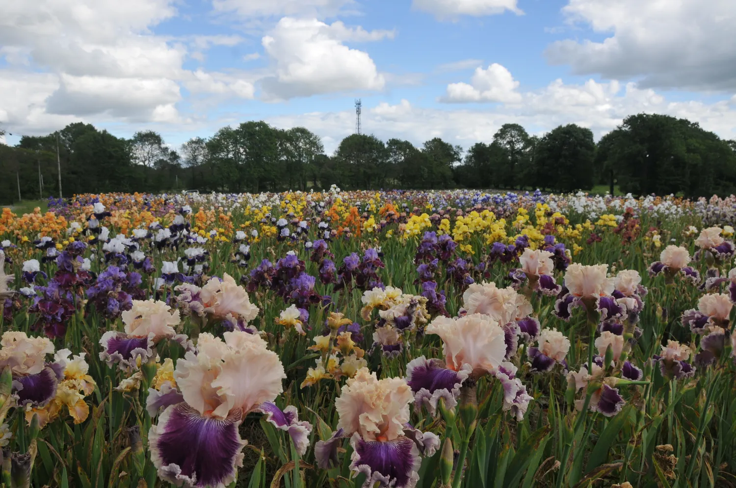 Image qui illustre: Visite libre de la collection de 2500 variétés au jardin d'iris à Bubry - 0