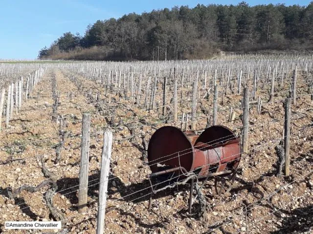 Image qui illustre: Balade commentée dans le vignoble de Chablis