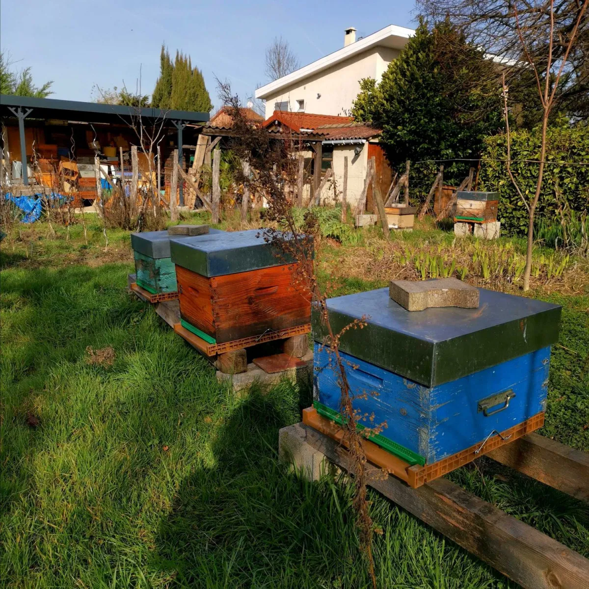 Image qui illustre: Plongez-vous dans le monde merveilleux des abeilles à Saint-Pierre-de-Chandieu - 1