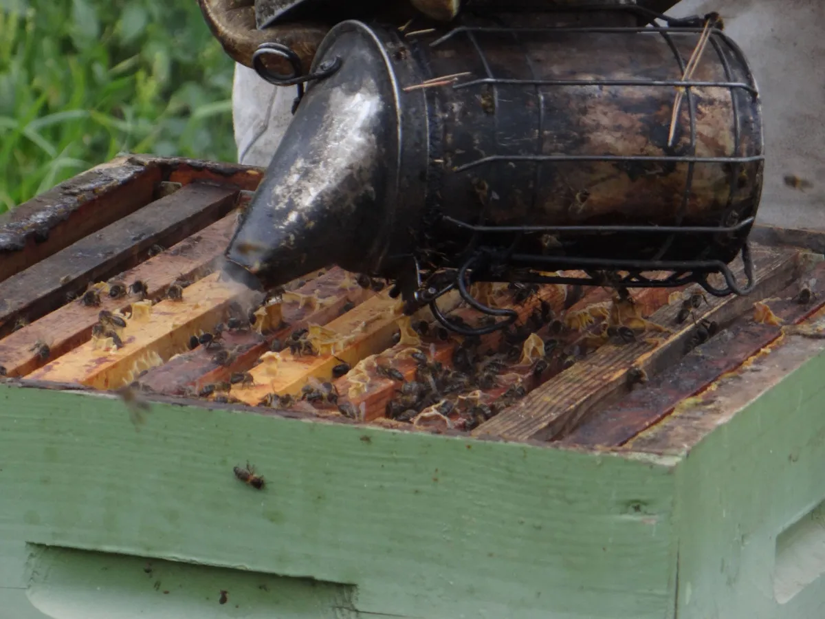 Image qui illustre: Plongez-vous dans le monde merveilleux des abeilles à Saint-Pierre-de-Chandieu - 2