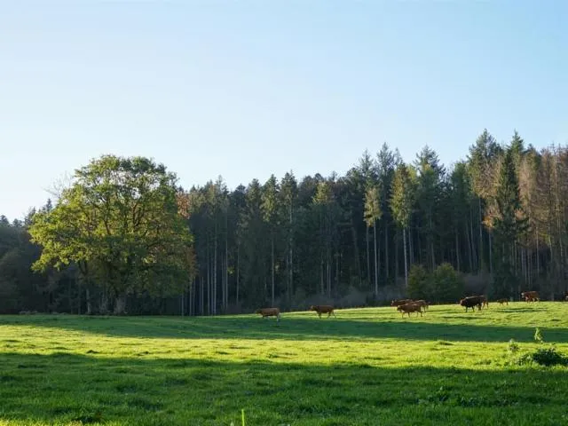 Image qui illustre: Randonnée - Les Hauts De Saint-nabord