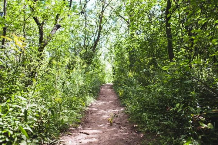 Image qui illustre: Trail de l'Arboretum