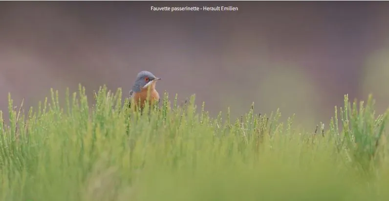Image qui illustre: Un Ete Avec Le Parc: Poser Un Autre Regard Sur Les Oiseaux à Moissac-Vallée-Française - 0