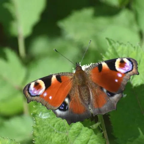 Image qui illustre: Biodiversité : à la découverte du patrimoine naturel