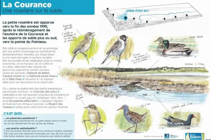 Image qui illustre: Réserve Ornithologique De La Courance
