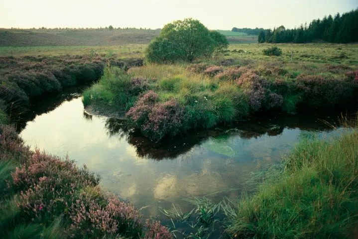 Image qui illustre: Le Parc Naturel Régional De Millevaches Et Ses 14 Sites Labellisés Natura 2000
