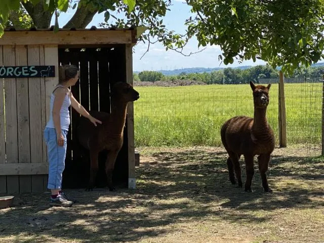 Image qui illustre: La Ferme D'animation Du Larris