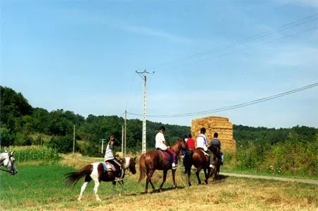 Image qui illustre: Ferme Equestre Crinière Au Vent