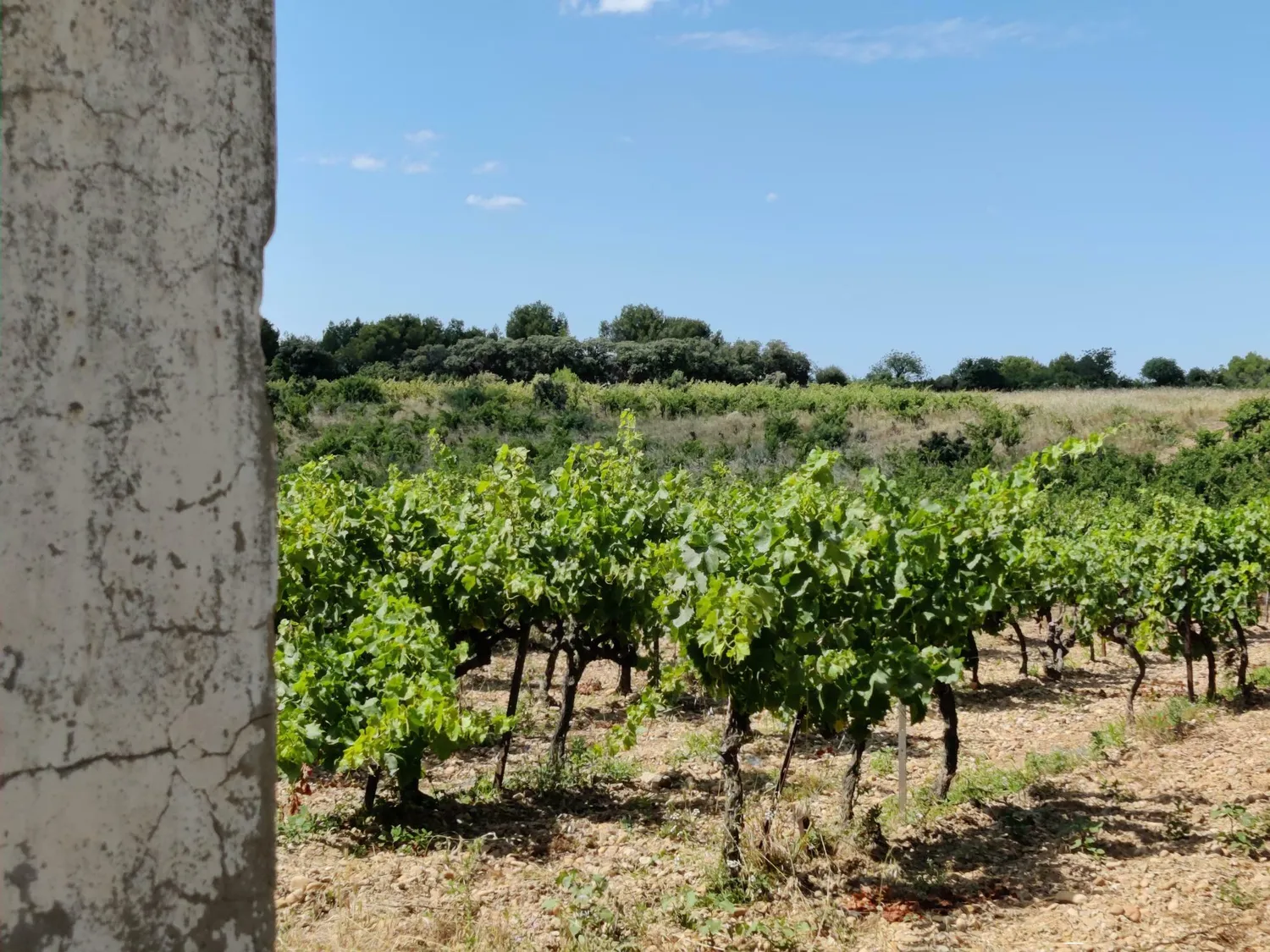 Image qui illustre: Histoire de la vigne et du vin à Arles - 0