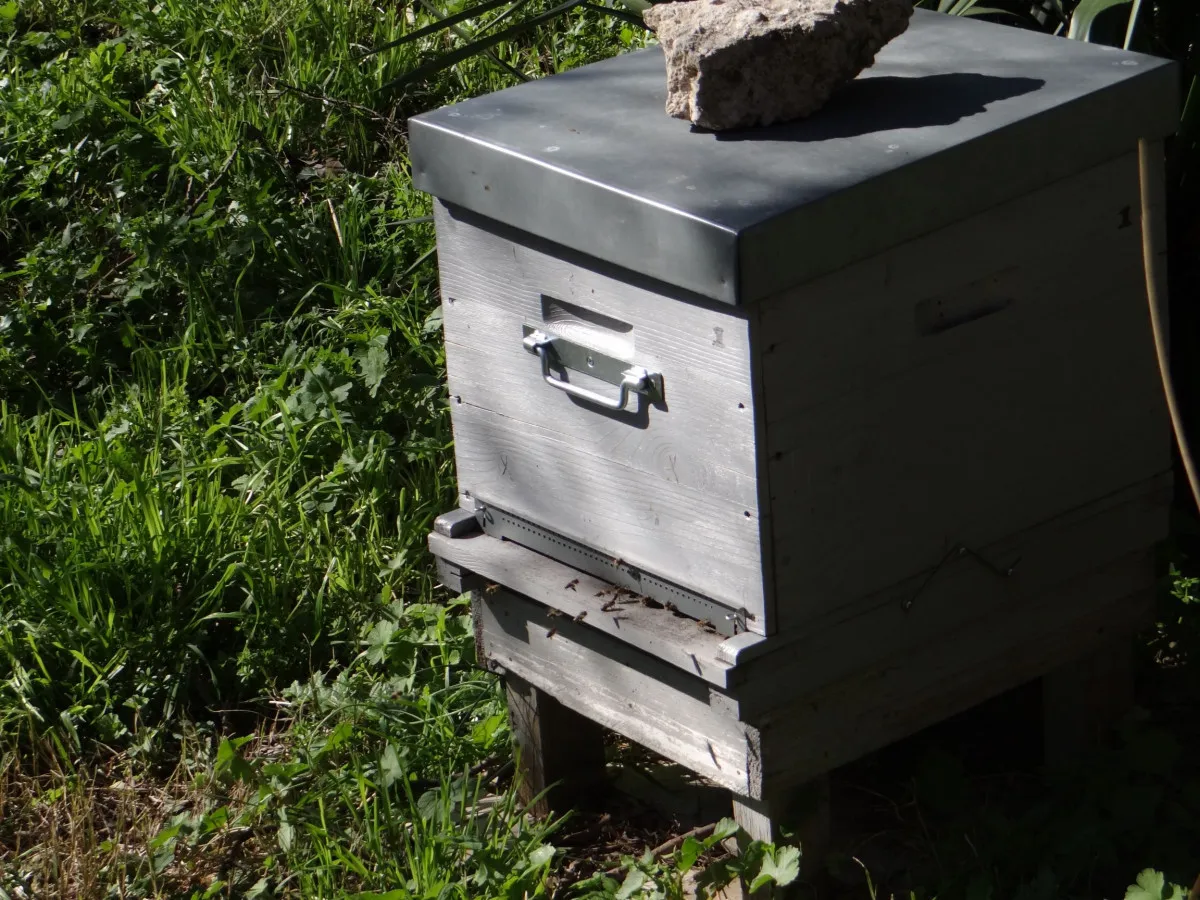 Image qui illustre: Plongez-vous dans le monde merveilleux des abeilles à Marseille - 2