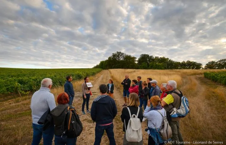 Image qui illustre: Rendez-Vous dans les Vignes