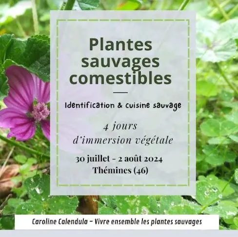 Image qui illustre: Plantes Sauvages Comestibles Et Cuisine Sauvage : 4 Jours D’immersion Végétale à Thémines - 0