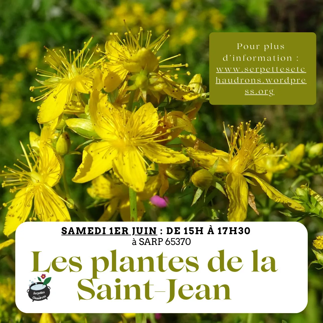 Image qui illustre: Découverte des plantes de la Saint-Jean dans notre jardin ethnobotanique à Sarp - 0