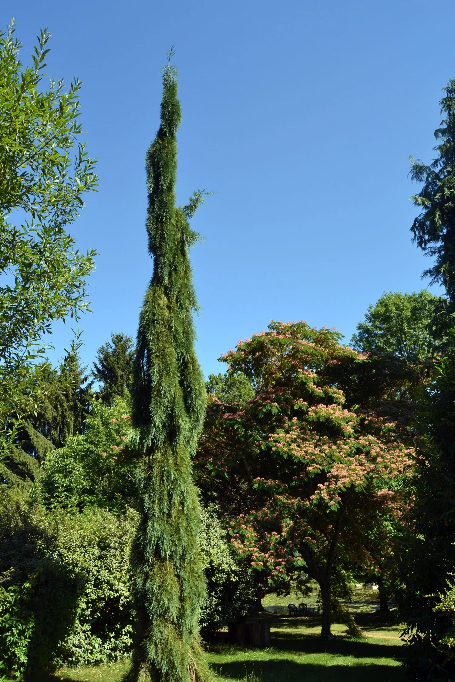 Image qui illustre: Arboretum Al Gaulhia à Espartignac - 1